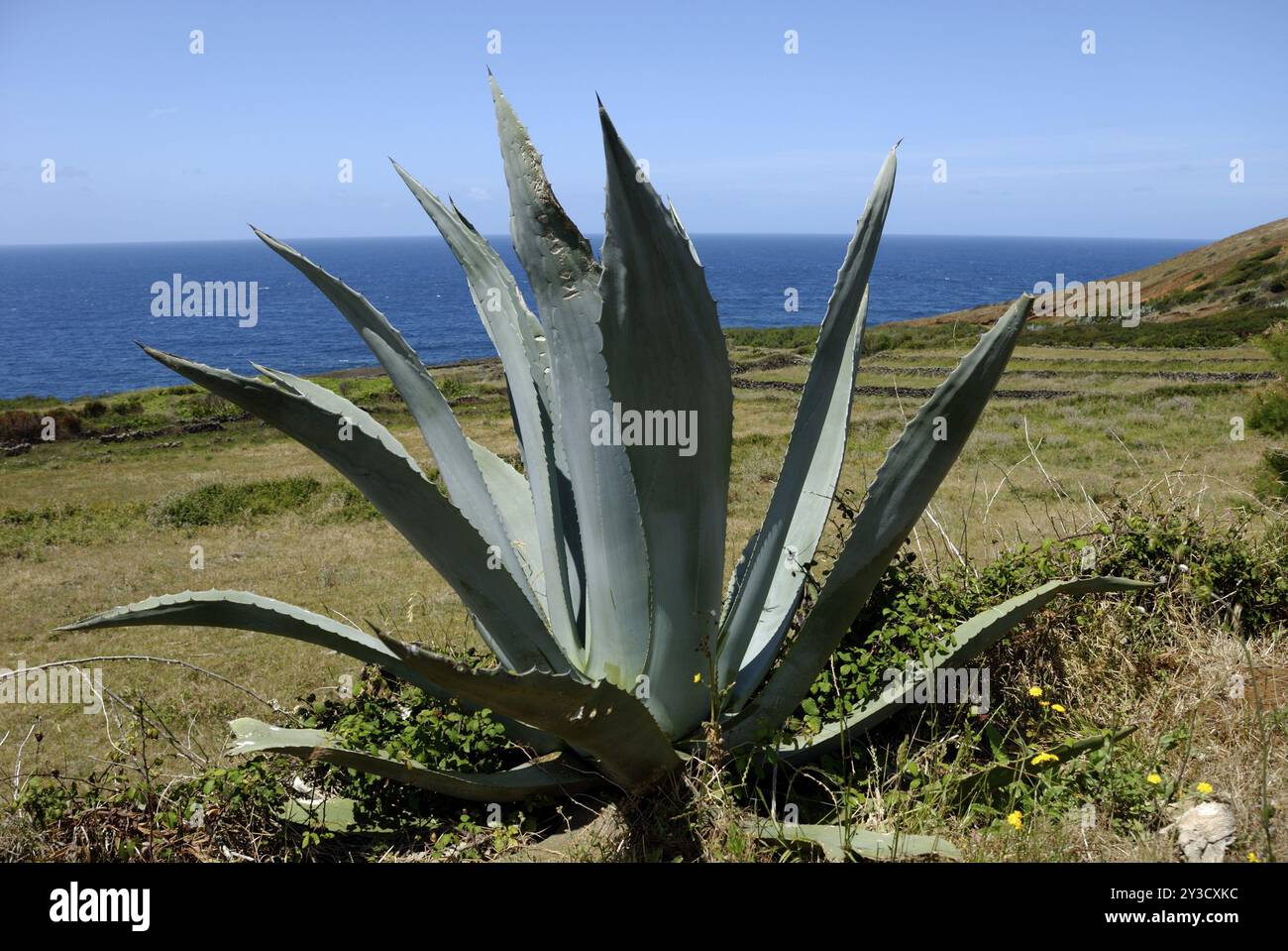 Agave americana sur Graciosa Banque D'Images