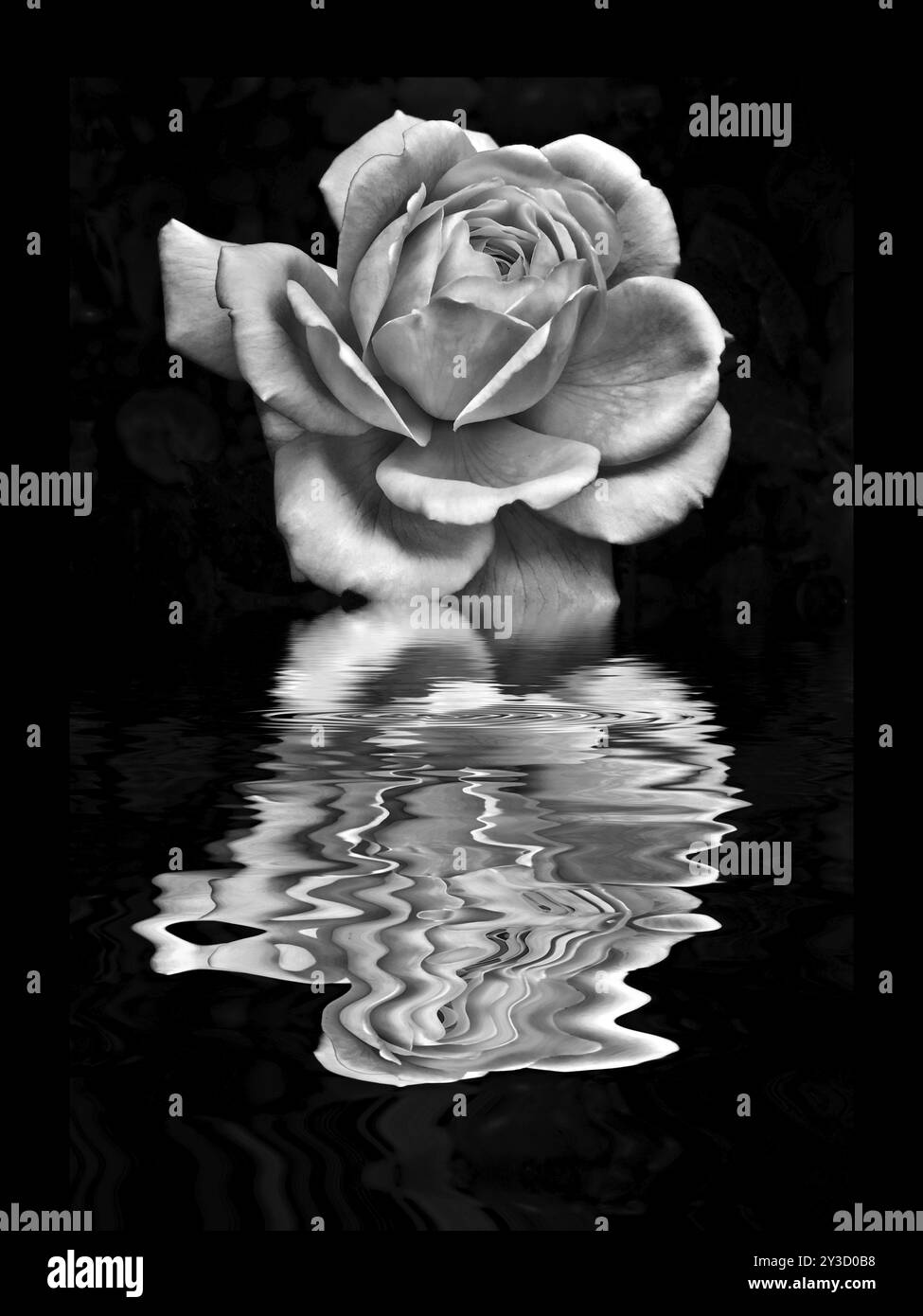 Rose blanc pâle unique sur un fond noir reflété dans un effet d'eau ondulée Banque D'Images