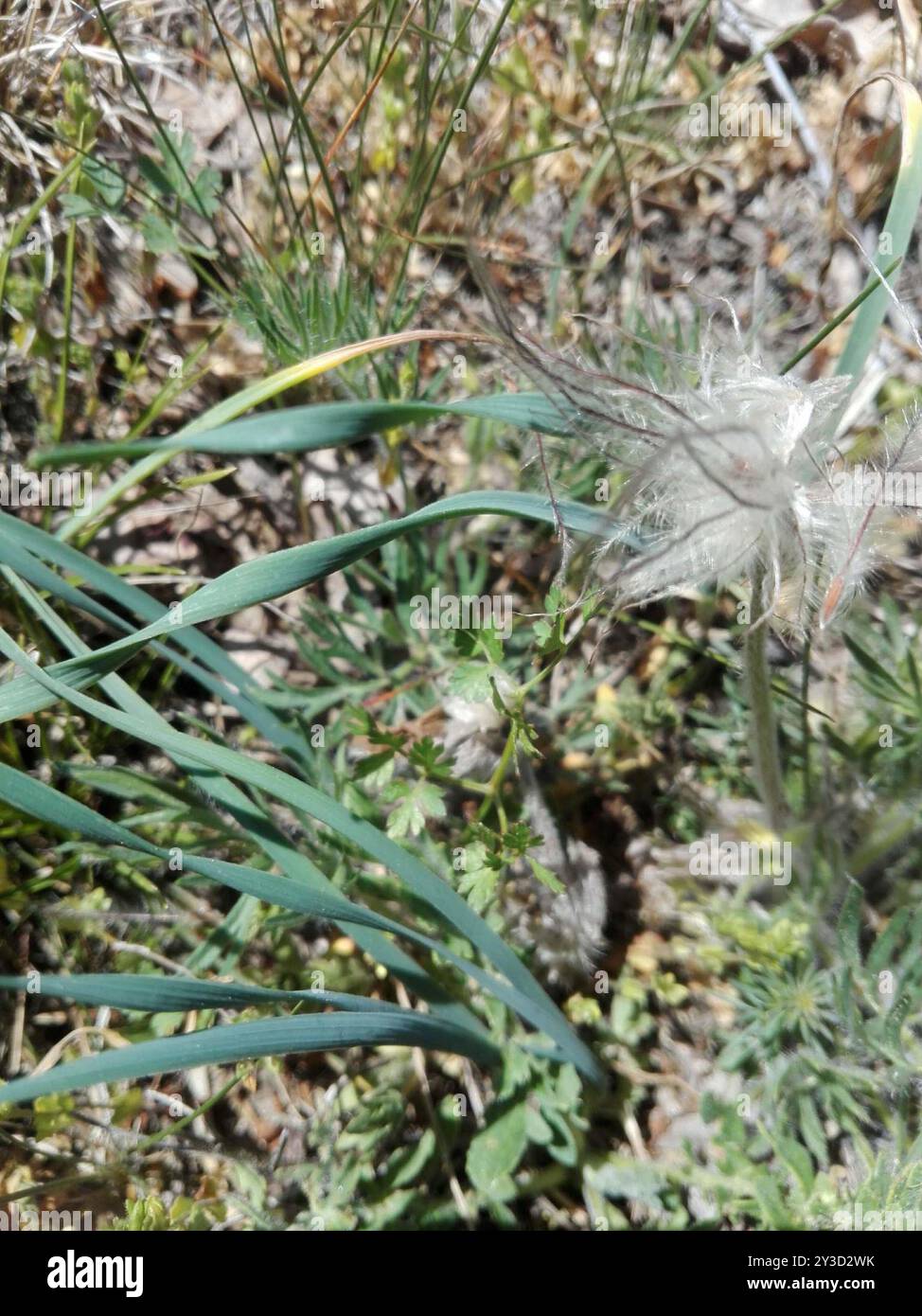 (Pulsatilla pratensis nigricans) Plantae Banque D'Images