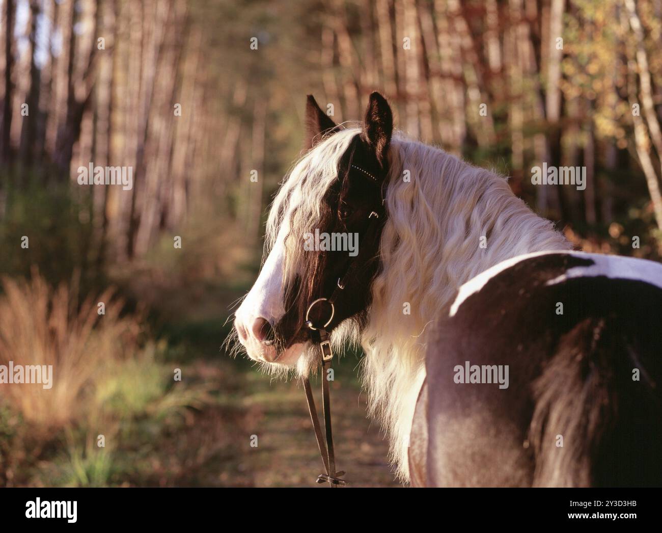 Tinker, Gelding, 5 ans Banque D'Images