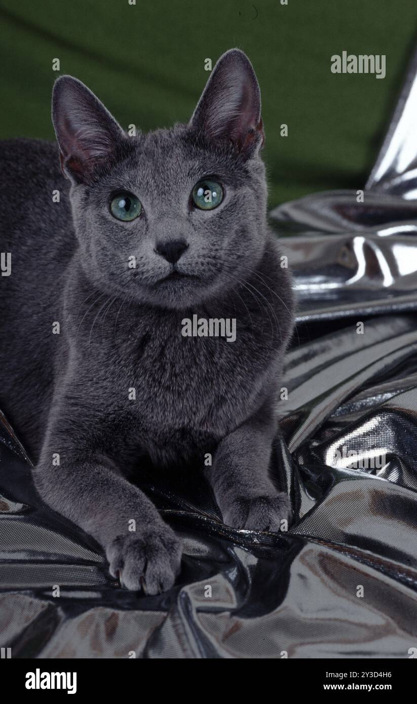 Chat bleu russe Banque D'Images