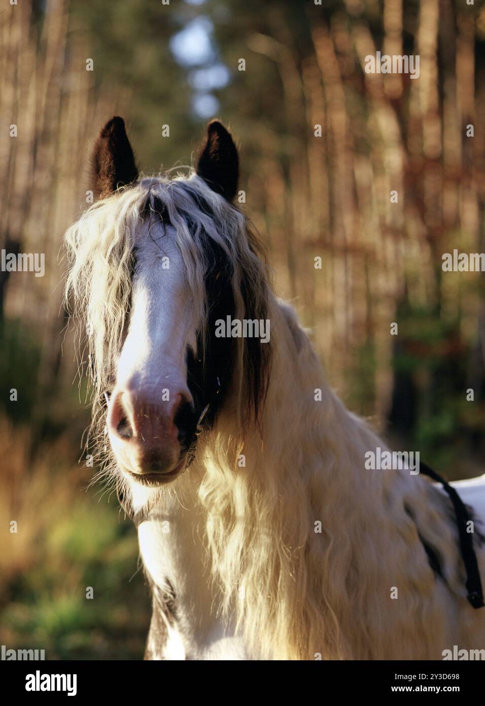 Tinker, Gelding, 5 ans Banque D'Images