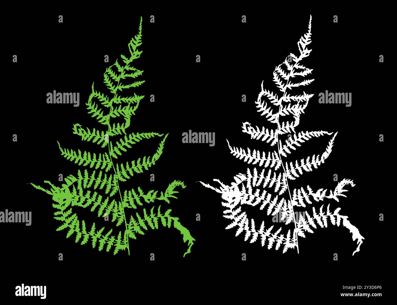 Conception moderne de fougère dans des couleurs vertes et blanches Unies sur un fond noir Banque D'Images