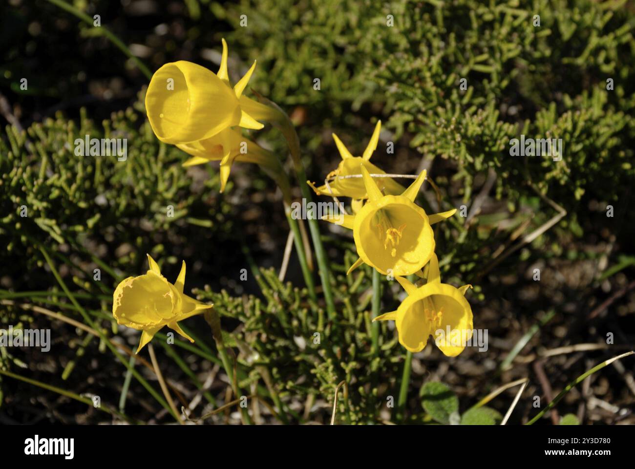 Narcissus bulbocodium, Cabo Sao Vicente, Sagres, Algarve, Portugal, Europe Banque D'Images