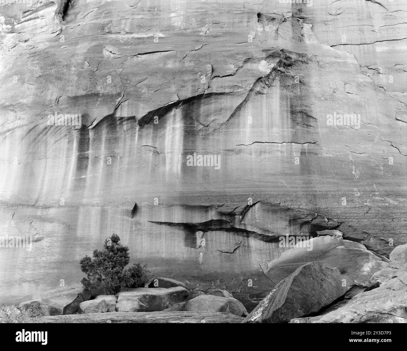 BW02165-00..... UTAH - mur de grès et arbre, parc national des Arches. Banque D'Images