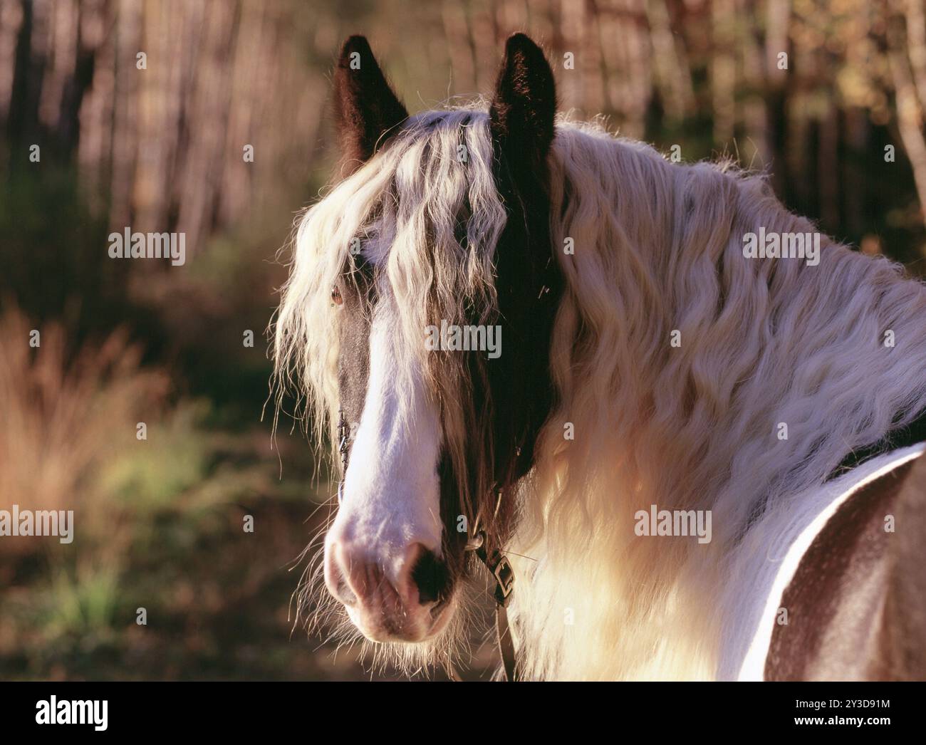 Tinker, Gelding, 5 ans Banque D'Images