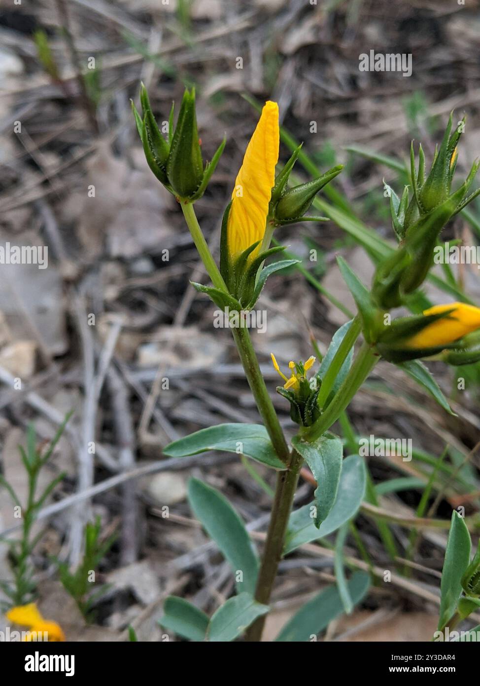 Lin herbacé jaune (Linum campanulatum) Plantae Banque D'Images