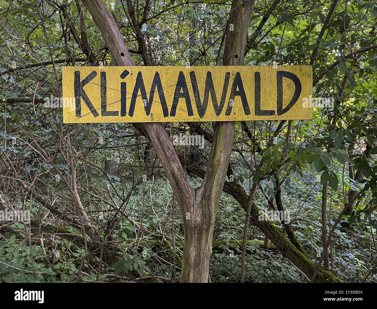 Allemagne, Uetzdorf (Wandlitz), 29/06/2024, Liepnitzsee, forêt climatique, Europe Banque D'Images