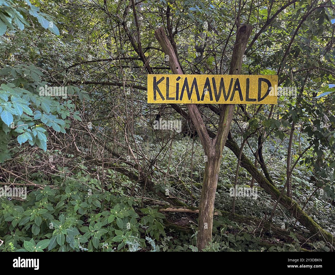 Allemagne, Uetzdorf (Wandlitz), 29/06/2024, Liepnitzsee, forêt climatique, Europe Banque D'Images