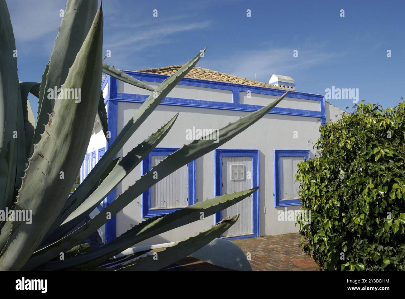 Agave americana devant une maison à Praia da Rocha à Portimao, Algarve, Portugal, Europe Banque D'Images