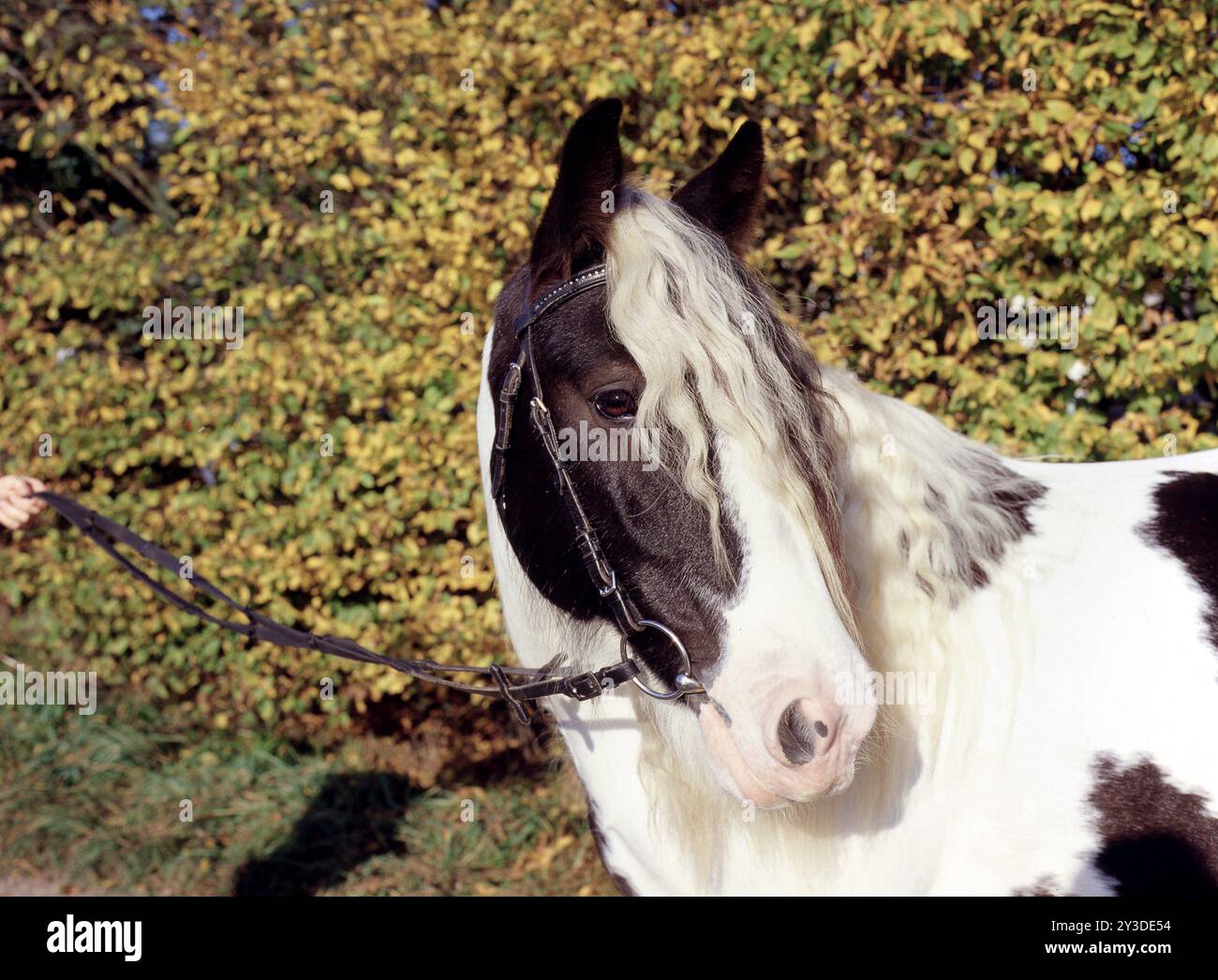 Tinker, Gelding, 5 ans Banque D'Images