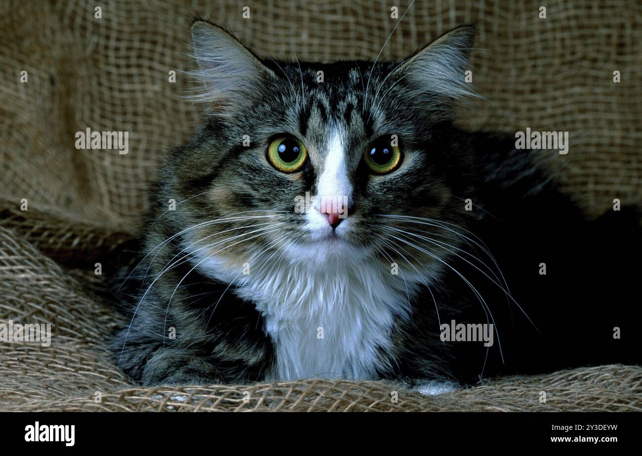 Chat des forêts de Sibérie Banque D'Images