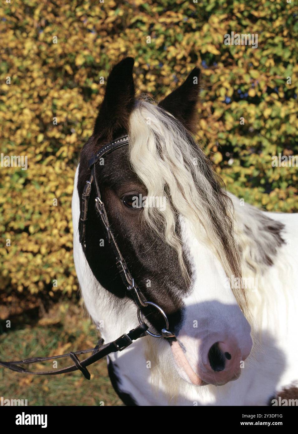 Tinker, Gelding, 5 ans Banque D'Images