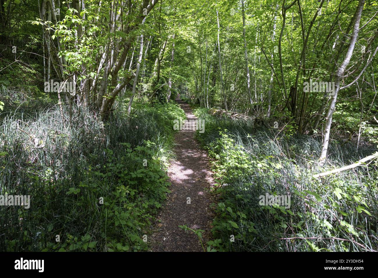 Dense sentier de randonnée dans la forêt au feuillage vert, illuminé par des rayons de soleil, Aachtobel, Hohenbodman, Owingen, district du lac de Constance, Baden-Wuerttem Banque D'Images