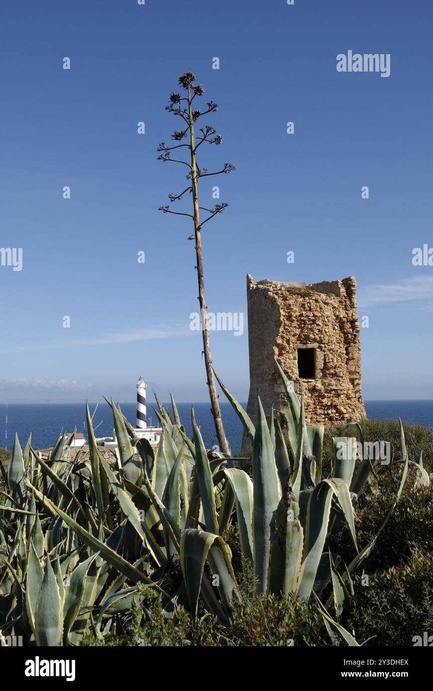 Inflorescence d'un Agave americana var. Marginata devant les ruines d'une tour de pierre au Cap de Cala Figuera, Majorque, Espagne, Europe Banque D'Images