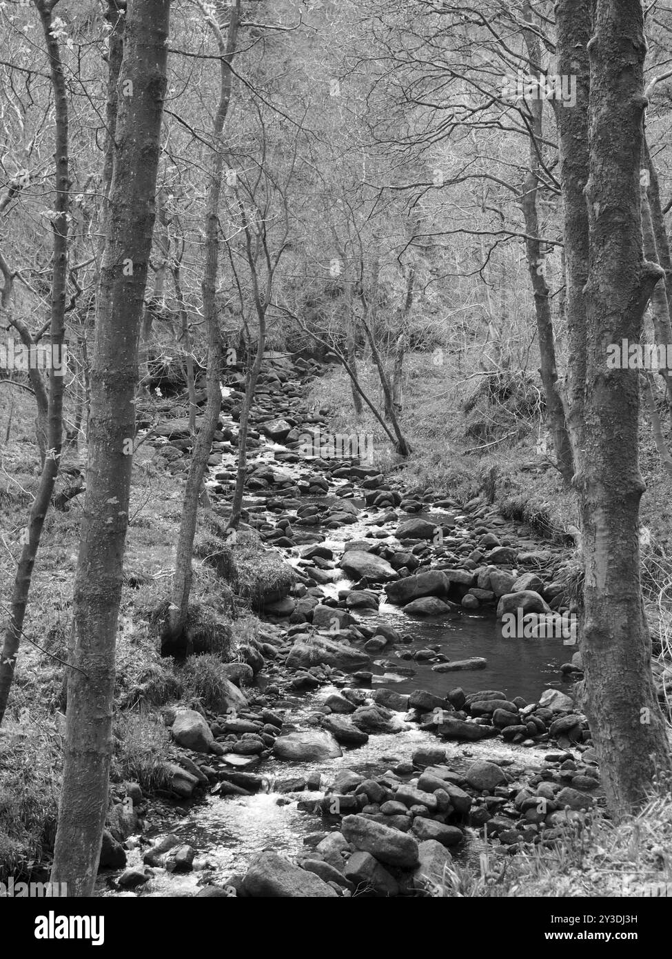 Image monochrome d'un ruisseau à flanc de colline traversant des rochers moussseux et des rochers avec des arbres forestiers en surplomb dans une forêt dense Banque D'Images