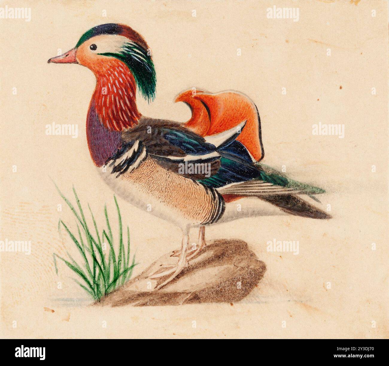 Mandarin Duck, homme. Banque D'Images