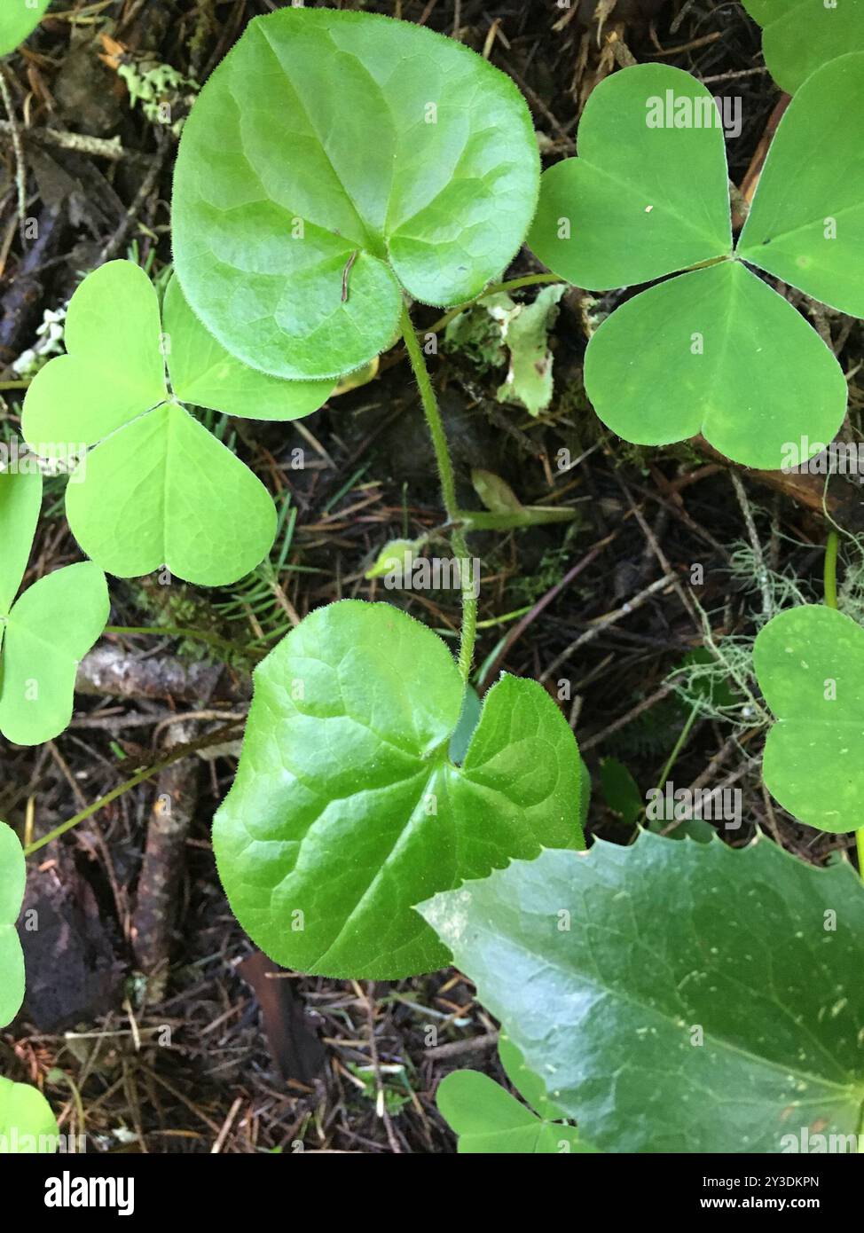 Gingembre sauvage occidental (Asarum caudatum) Plantae Banque D'Images