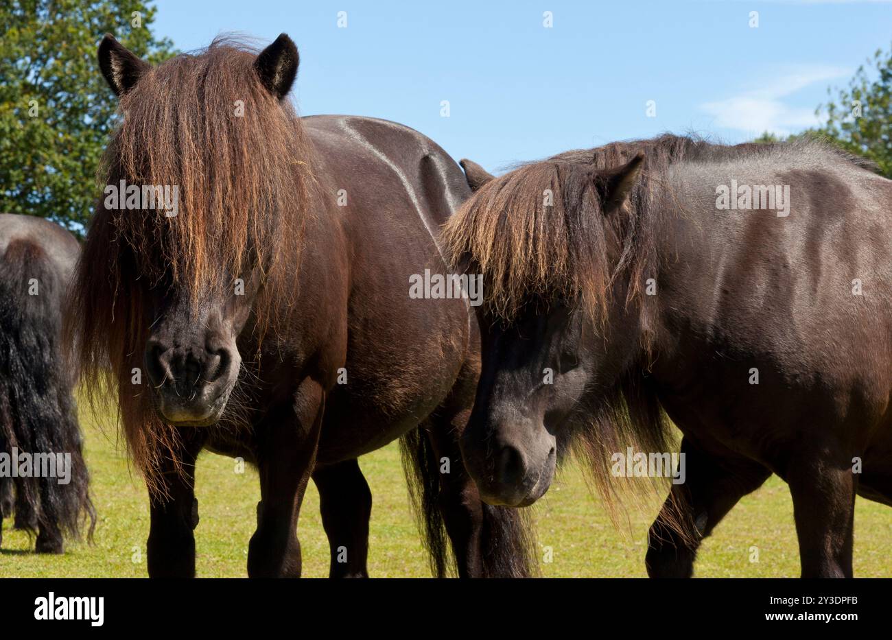 Groupe de trois poneys Banque D'Images