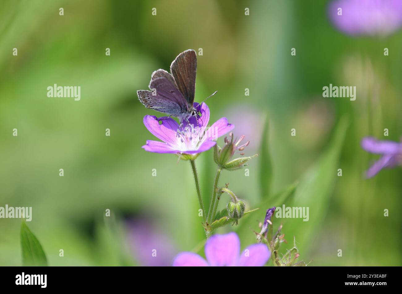 Geranium Argus - Eumedonia eumedon Banque D'Images