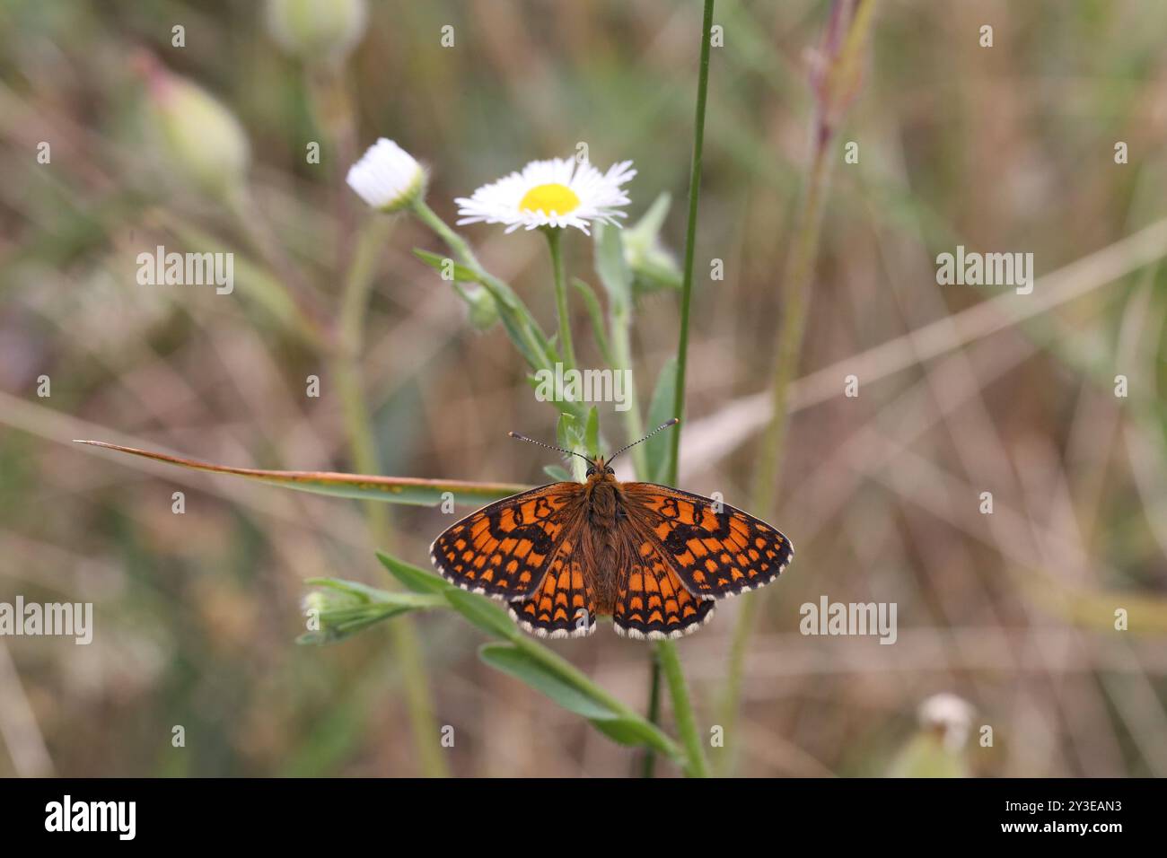 Papillon de la Heath Fritillary - Mellicta athalia Banque D'Images
