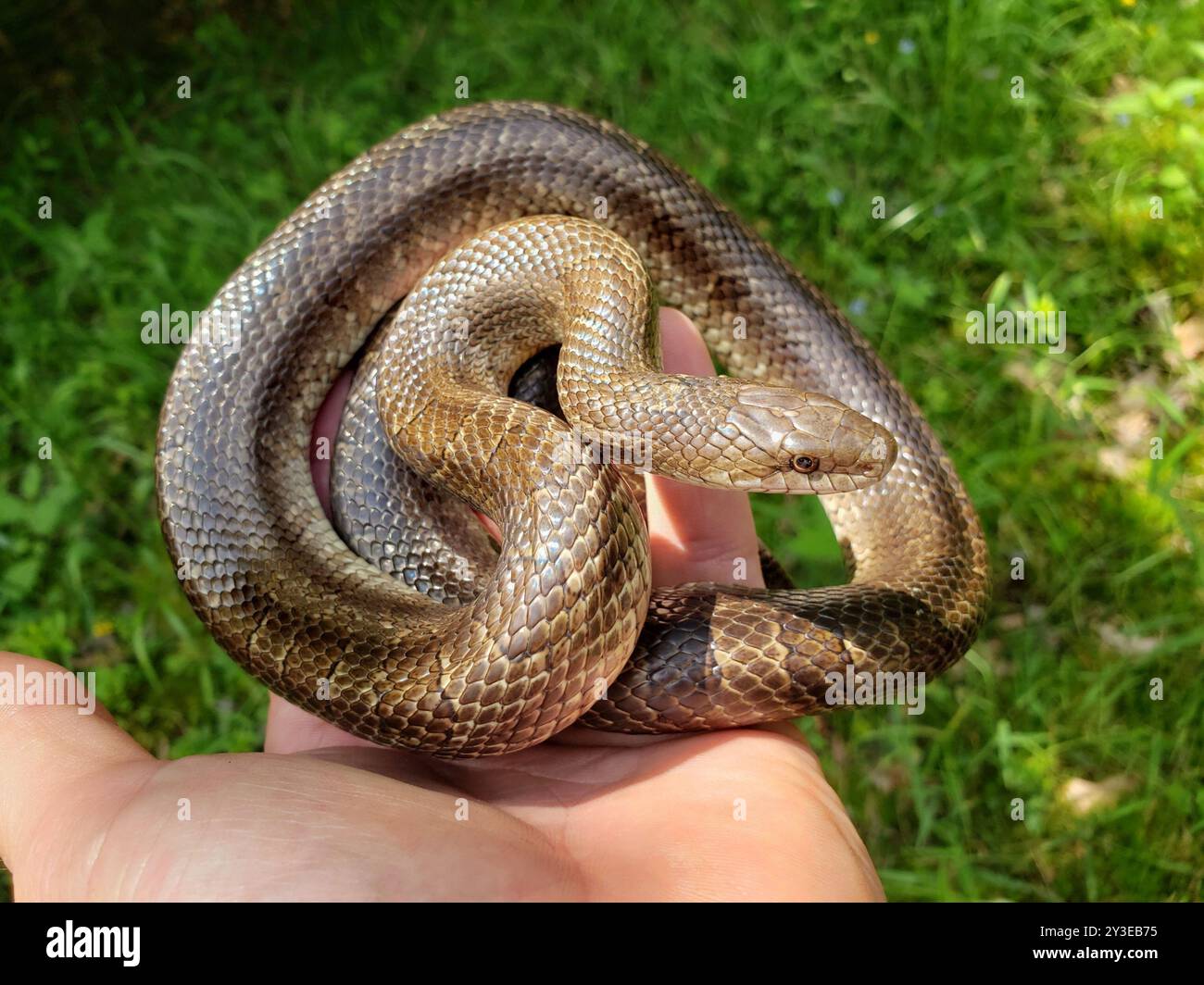 Serpent royal des Prairies (Lampropeltis calligaster) Reptilia Banque D'Images