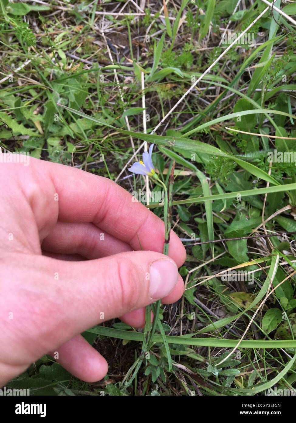 Idaho herbe aux yeux bleus (Sisyrinchium idahoense) Plantae Banque D'Images