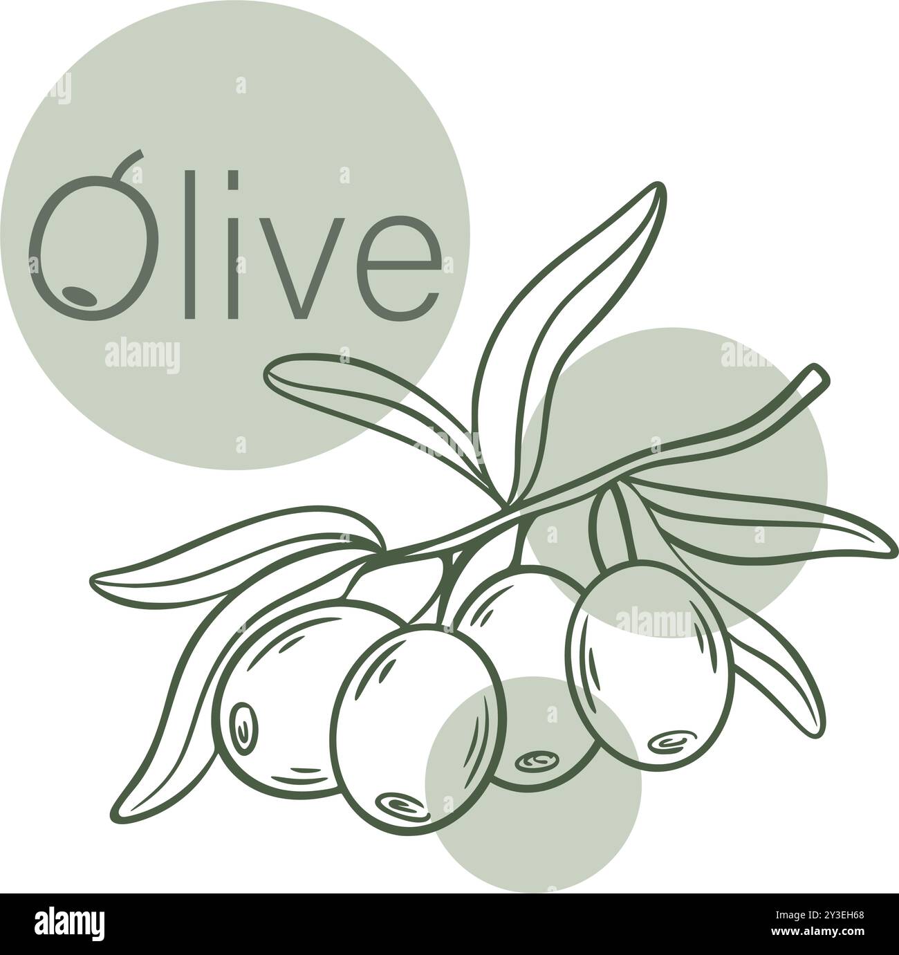 Esquissez une branche avec des olives fraîches mûres. Fruits sur brindille avec gravure à la main vintage de feuillage. Matière première organique pour la production d'huile végétale Illustration de Vecteur