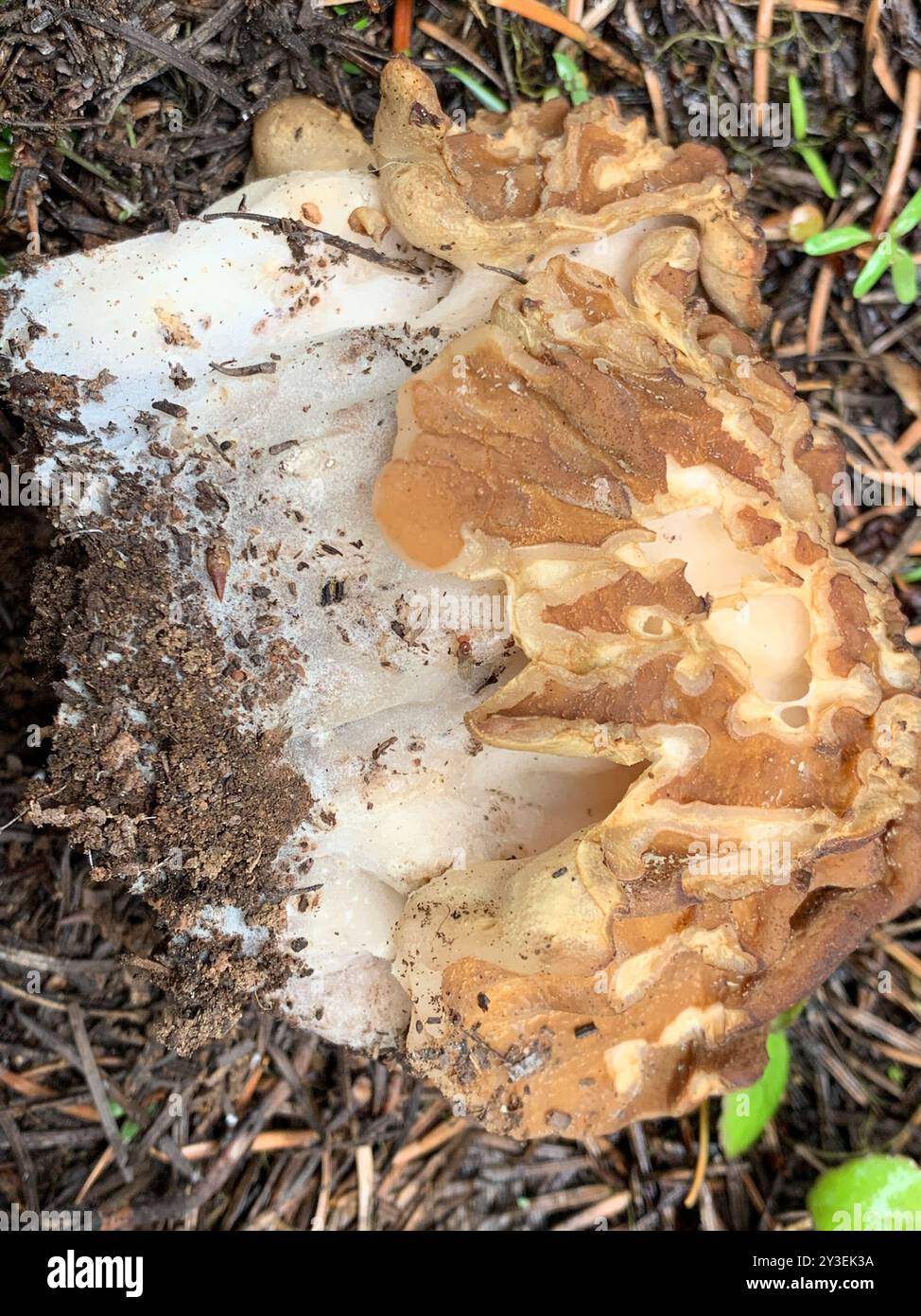 (Gyromitra montana) champignons Banque D'Images