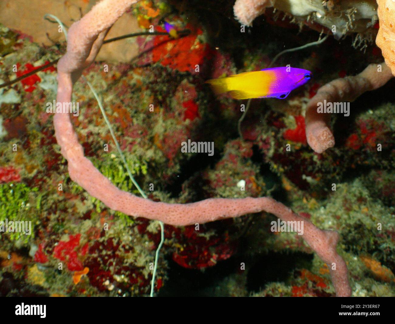 Royal Gramma (Gramma loreto) Actinopterygii Banque D'Images
