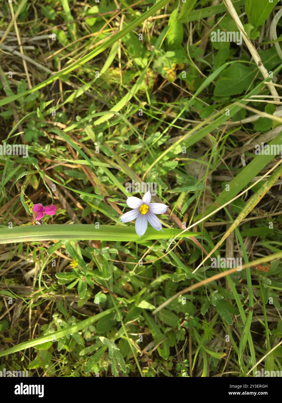 Idaho herbe aux yeux bleus (Sisyrinchium idahoense) Plantae Banque D'Images