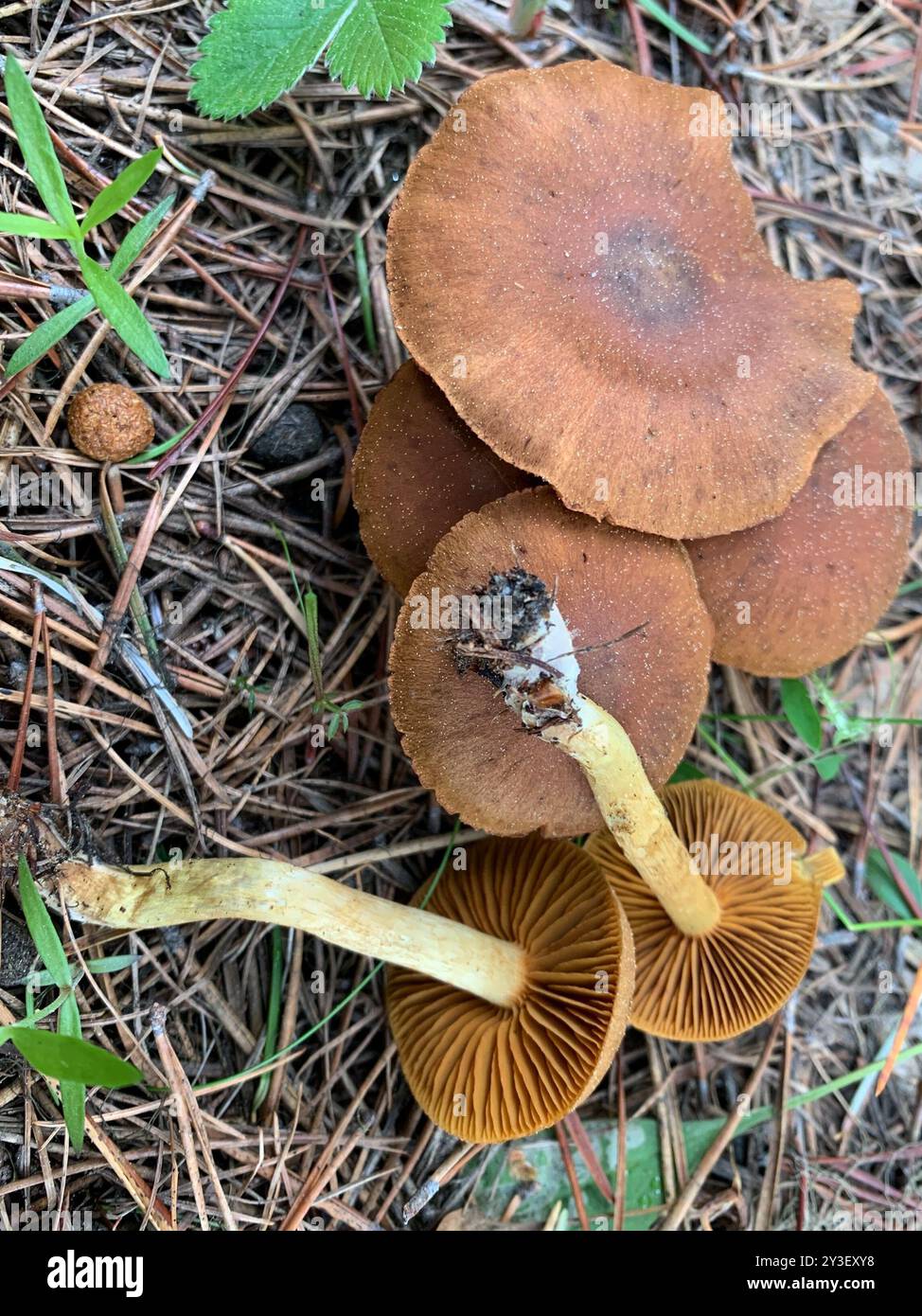 Champignons safran (Cortinarius croceus) Banque D'Images