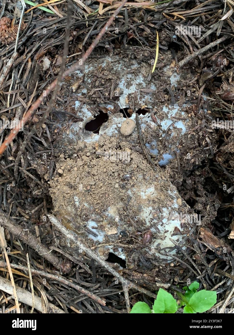 Champignons roses de la couronne (Sarcosphaera coronaria) Banque D'Images
