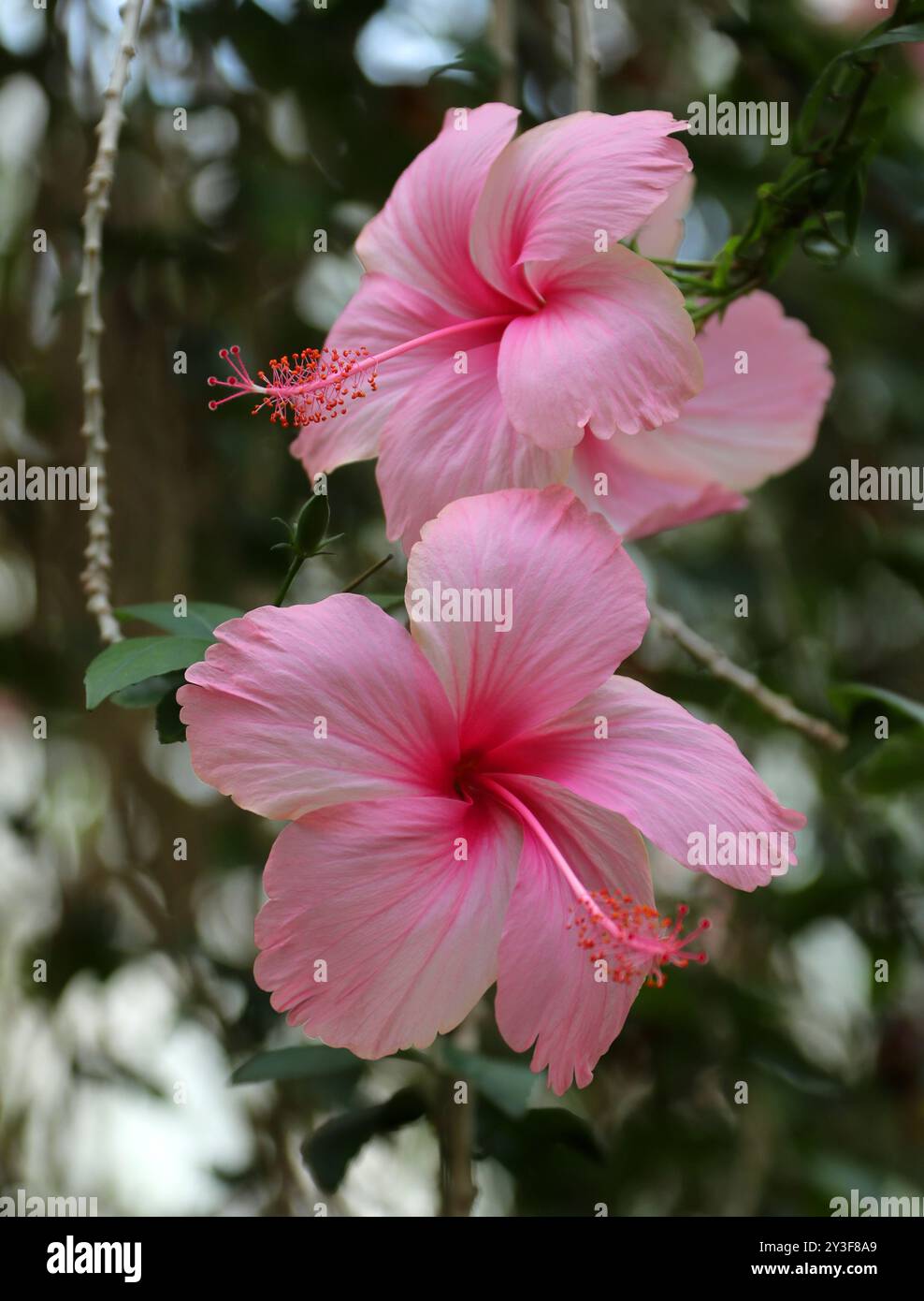 Hibiscus chinois rose, Rose de Chine ou fleur à chaussures, Hibiscus rosa-sinensis, Malvaceae. Asie de l'est. Banque D'Images