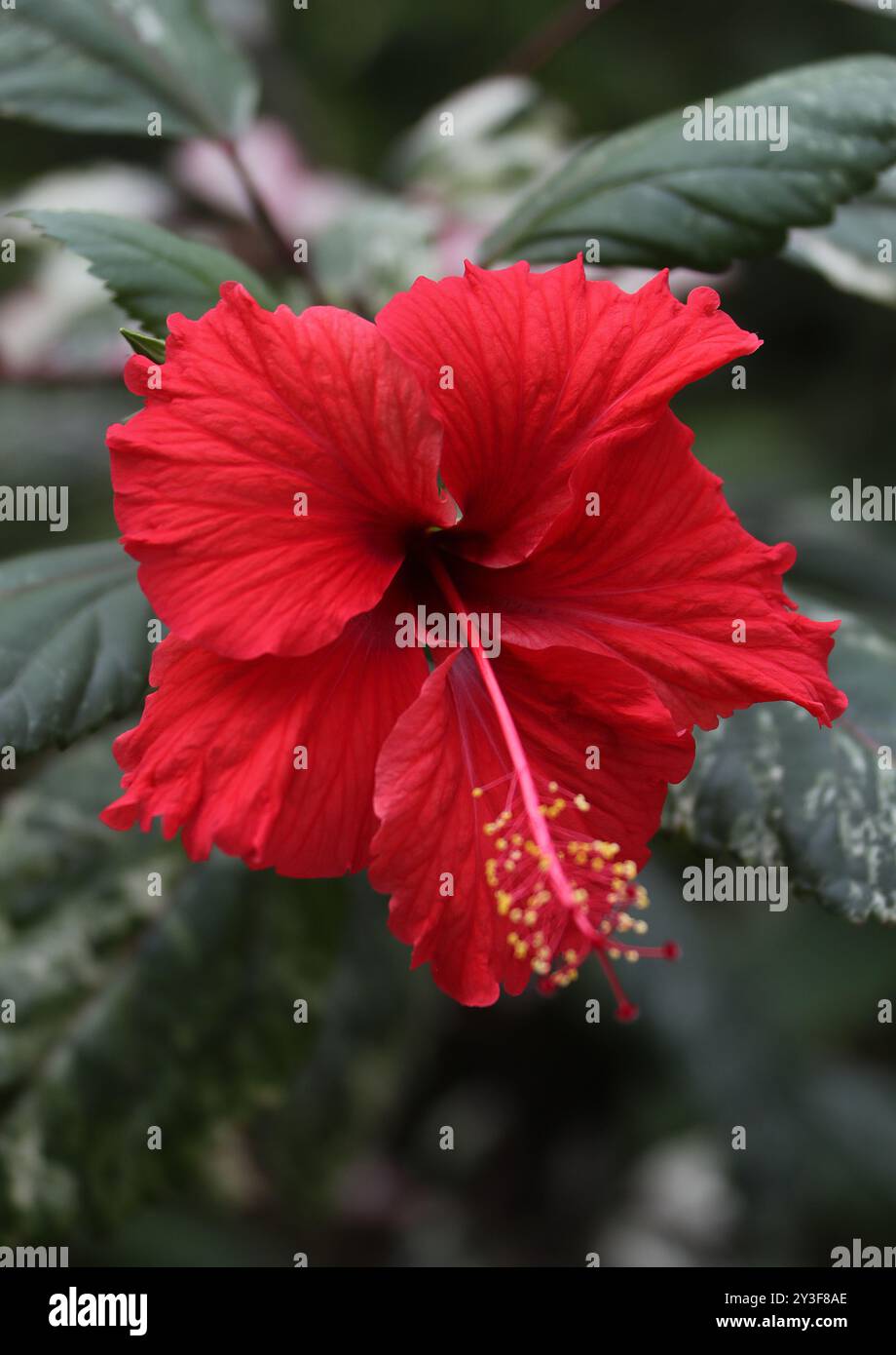 Hibiscus chinois rouge, Rose de Chine ou fleur à chaussures, Hibiscus rosa-sinensis, Malvaceae. Asie de l'est. Banque D'Images