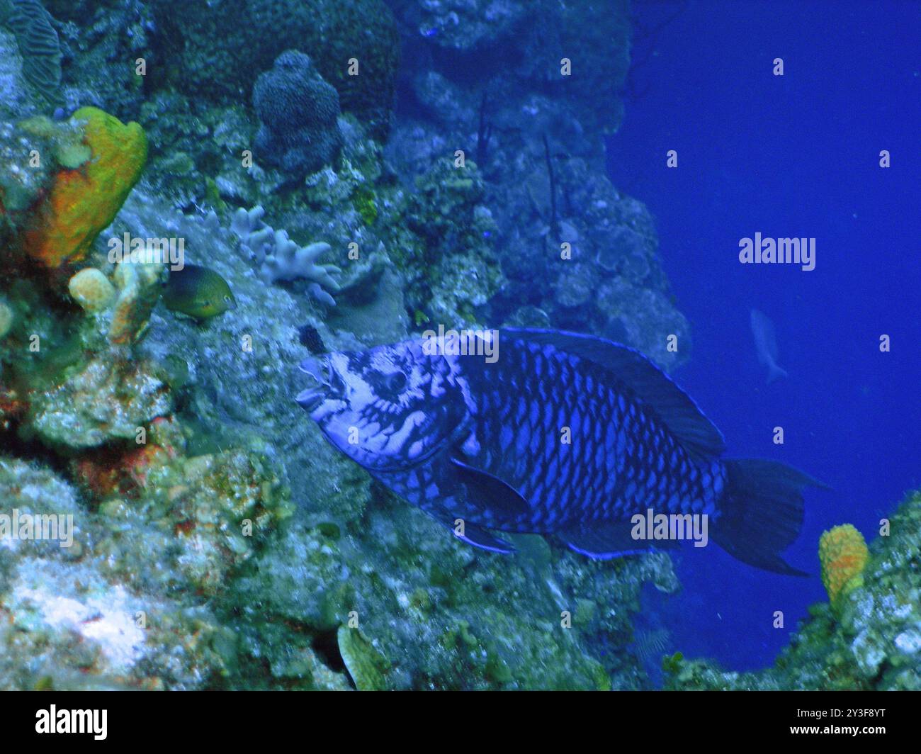 Poisson perroquet de minuit (Scarus coelestinus) Actinopterygii Banque D'Images