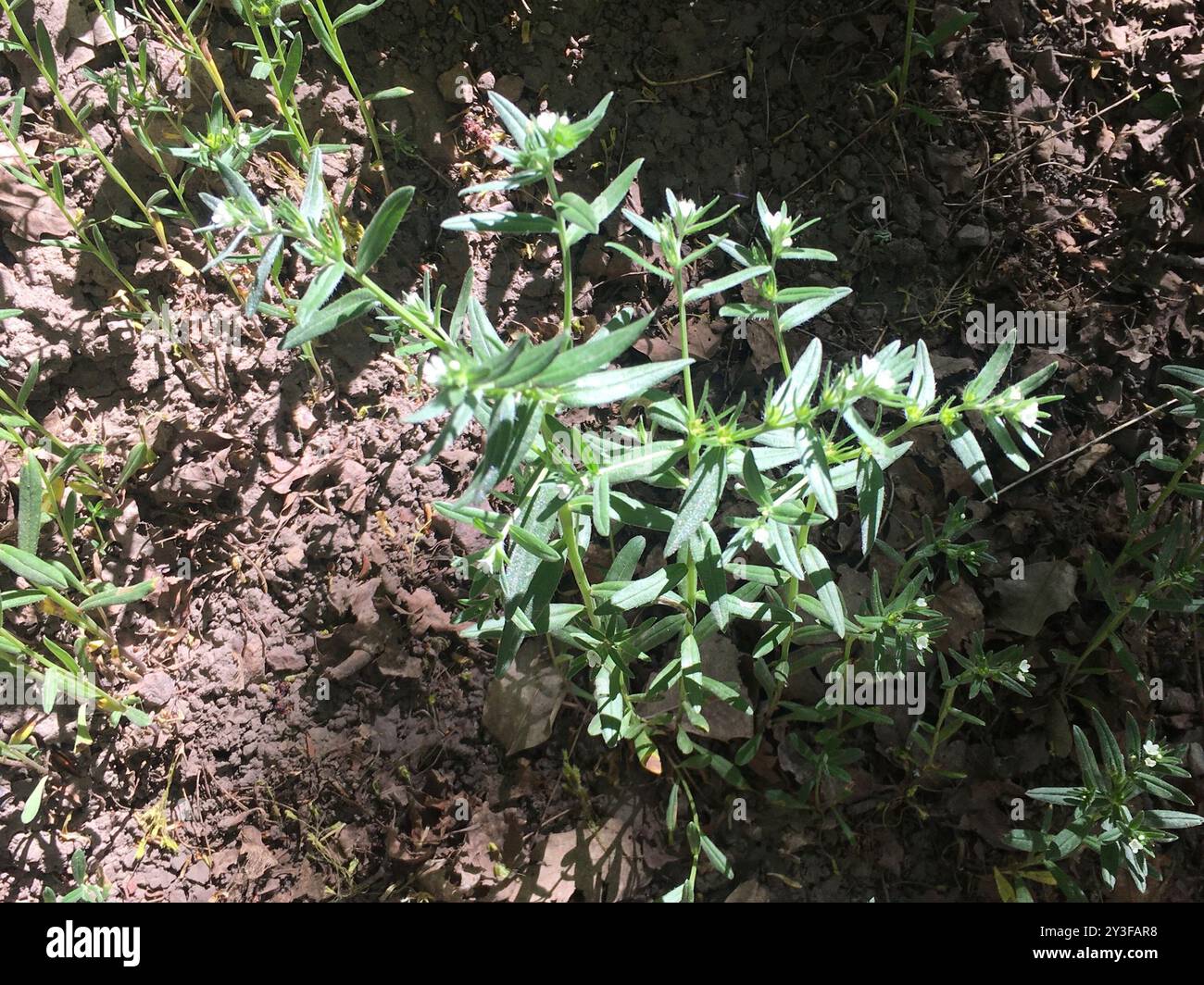 Cornet de maïs (Buglossoides arvensis) Plantae Banque D'Images