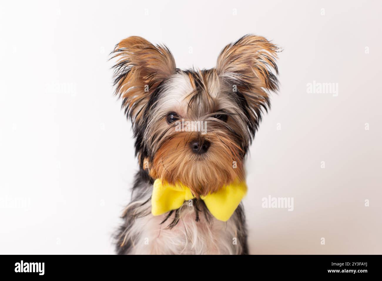 Adorable chiot yorkshire terrier avec noeud papillon jaune sur fond blanc Banque D'Images