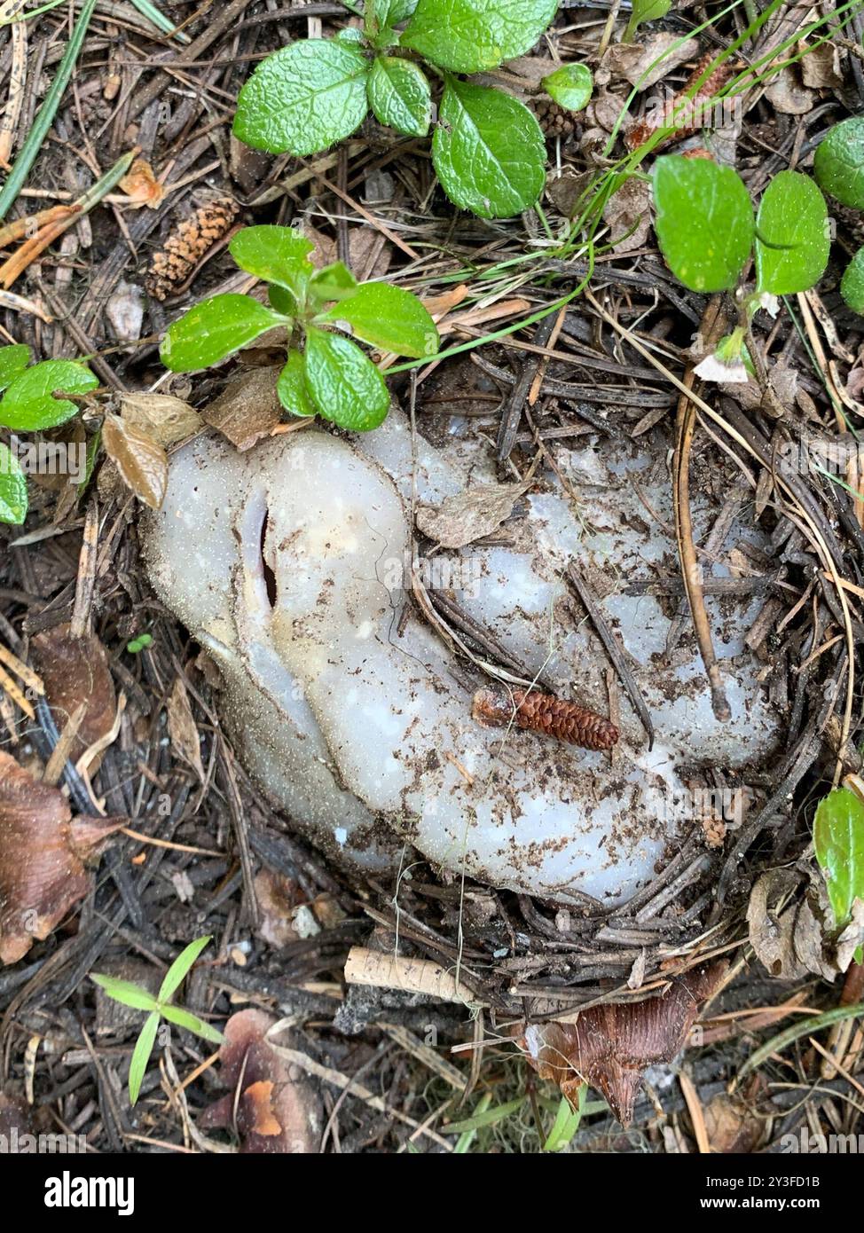 Champignons roses de la couronne (Sarcosphaera coronaria) Banque D'Images