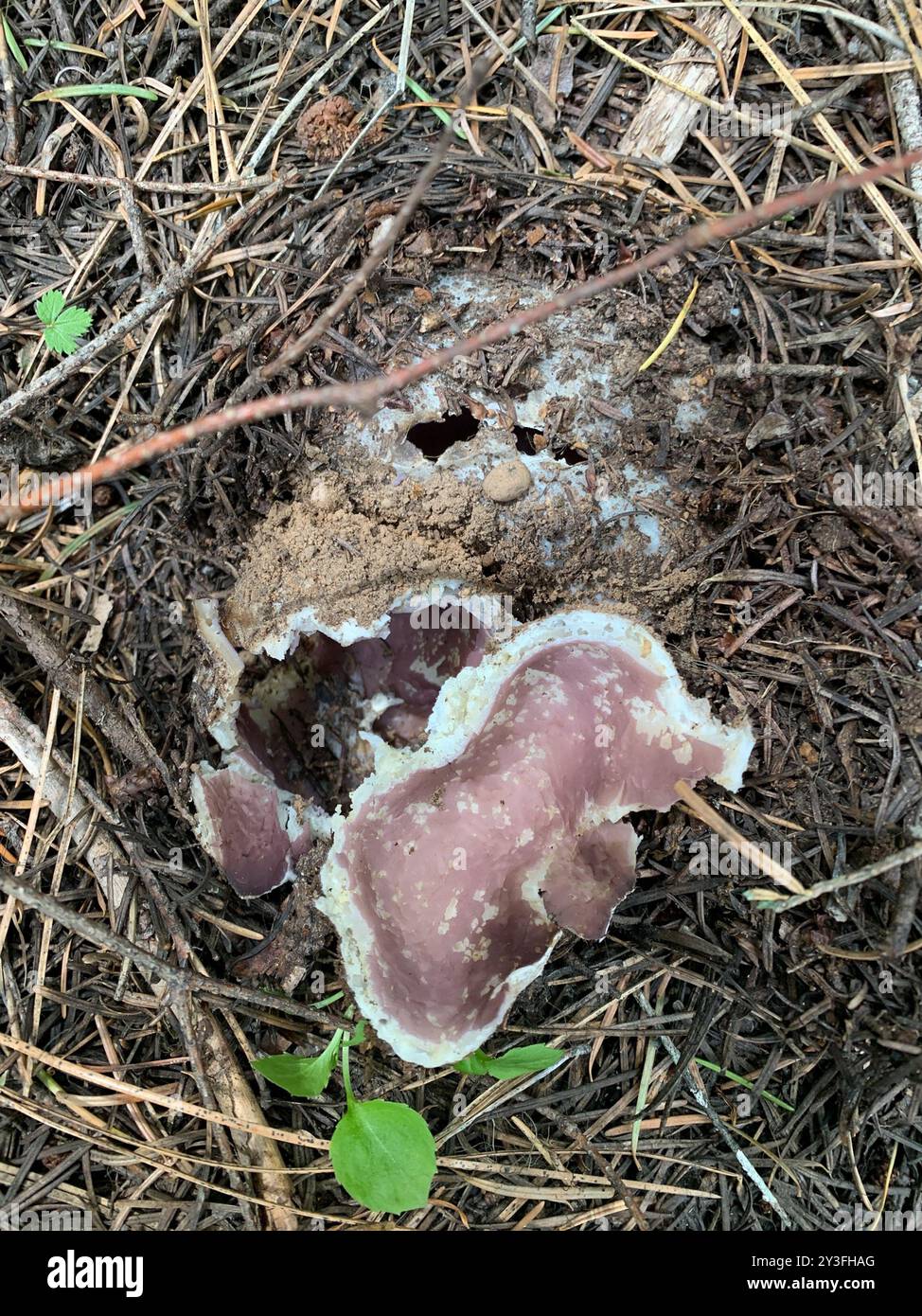 Champignons roses de la couronne (Sarcosphaera coronaria) Banque D'Images