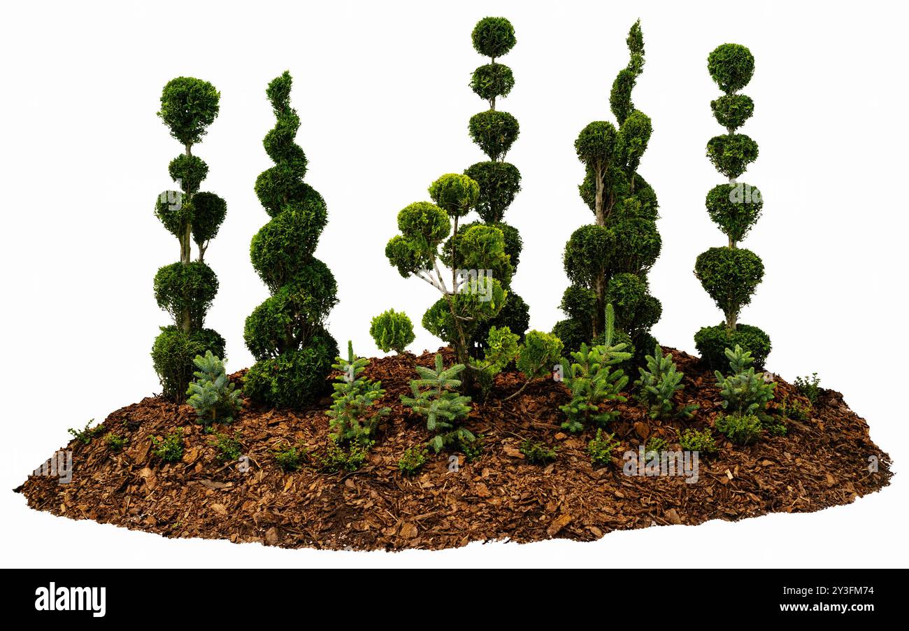 Élément de conception de paysage isolé : monticules ou bermes avec des plantes de jardin décoratives naturelles sur un sol recouvert de paillis d'écorce. Banque D'Images