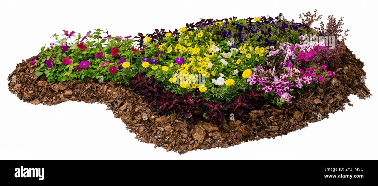 Élément de conception de paysage isolé avec du sol couvert de paillis d'écorce et de fleurs de jardin naturelles colorées. Banque D'Images