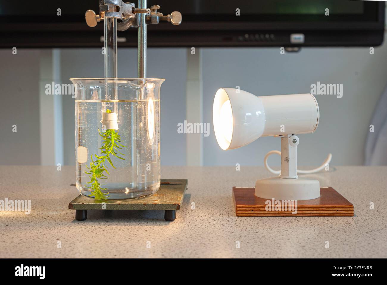 Tube à essai inversé avec de l'eau et de l'herbe d'eau est suspendu dans un verre d'eau. Sous l'influence de la lumière, la waterweed produit de minuscules bulles de dioxyde de carbone Banque D'Images