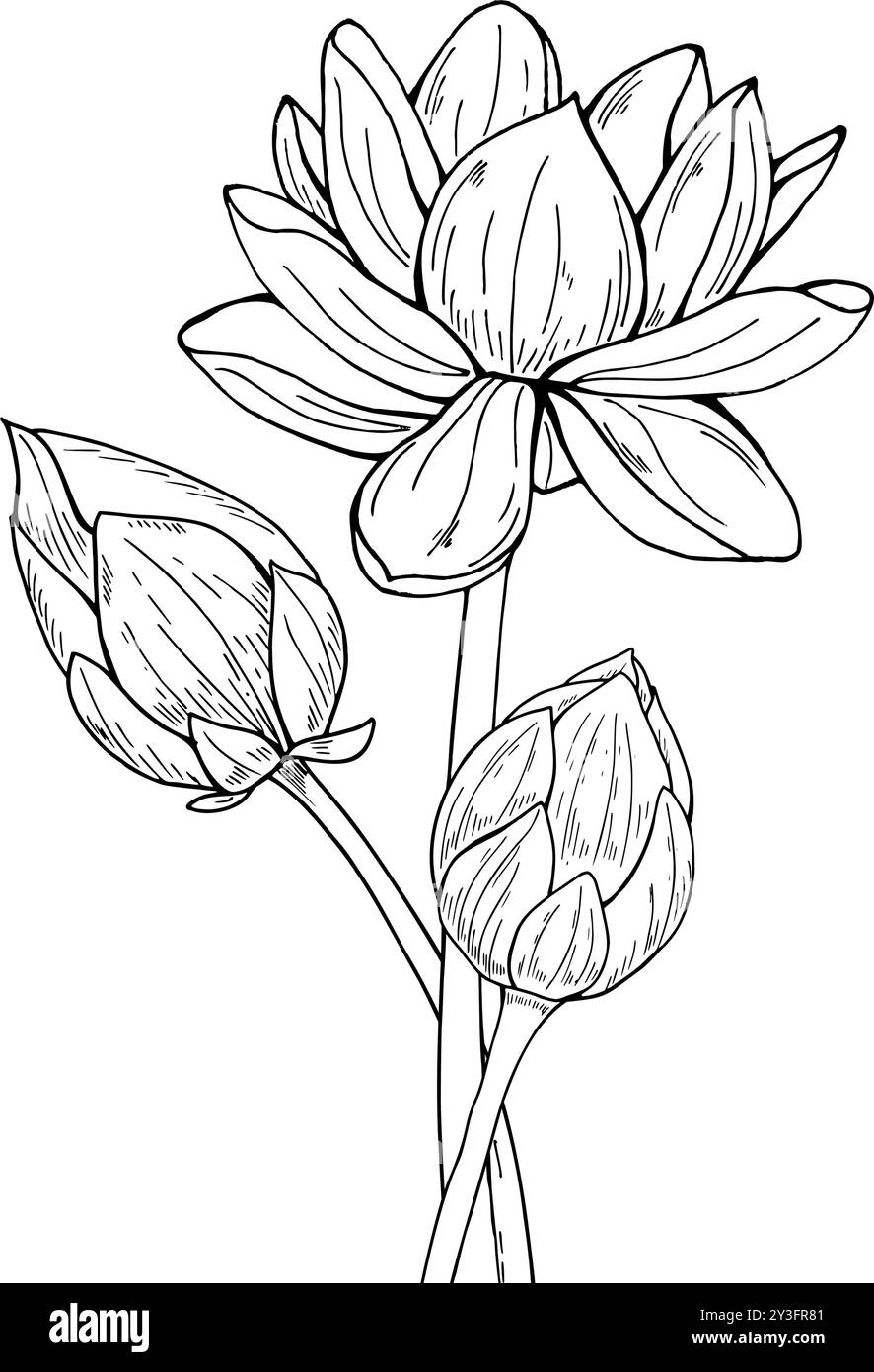 Bouquet de fleurs de Lotus. Blooming Water Lily et deux bourgeons vecteur illustration isolée peinte par des encres noires. Fleurs nationales vietnamiennes. Illustration de Vecteur