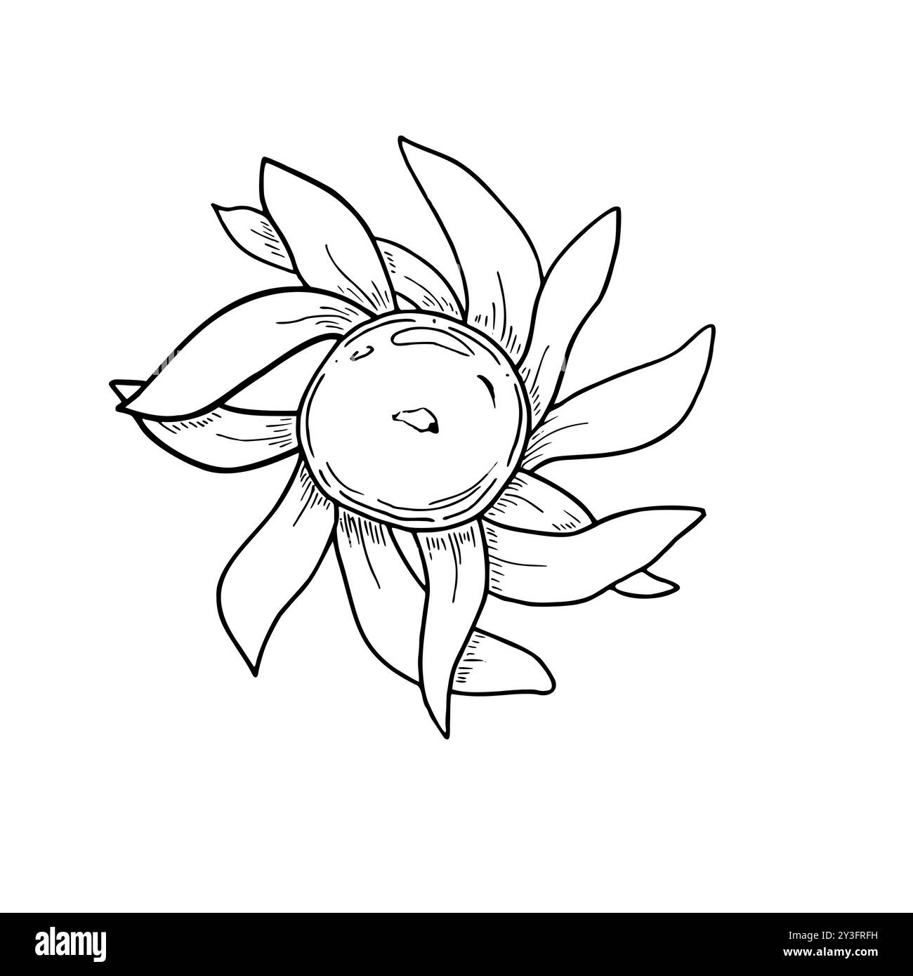 Diwali Burning Diya vecteur illustration isolée peinte par des encres noires. Bougie transparente traditionnelle en forme de dessin de gravure de fleur de lotus Illustration de Vecteur