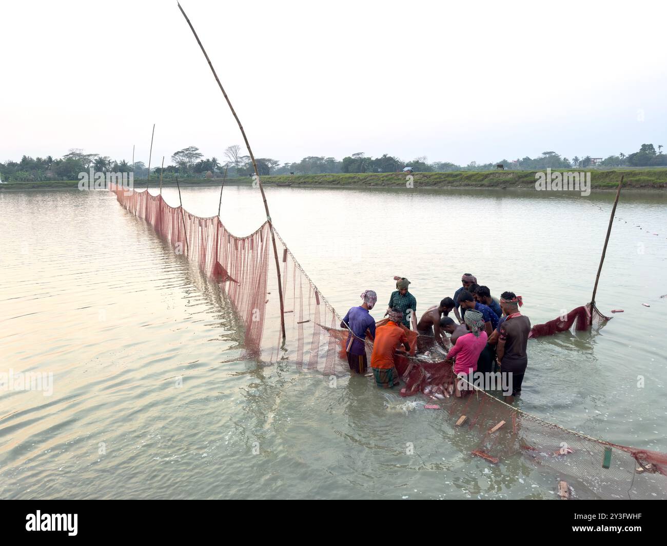 Pêcheurs traditionnels récoltant du poisson avec de grands filets au Bangladesh Banque D'Images