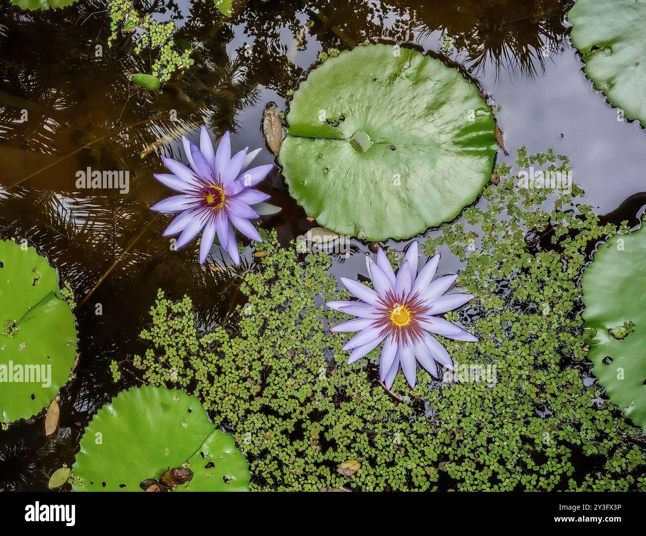 Nénuphars et paillettes d'eau aux jardins botaniques McKee, Vero Beach, Floride Banque D'Images