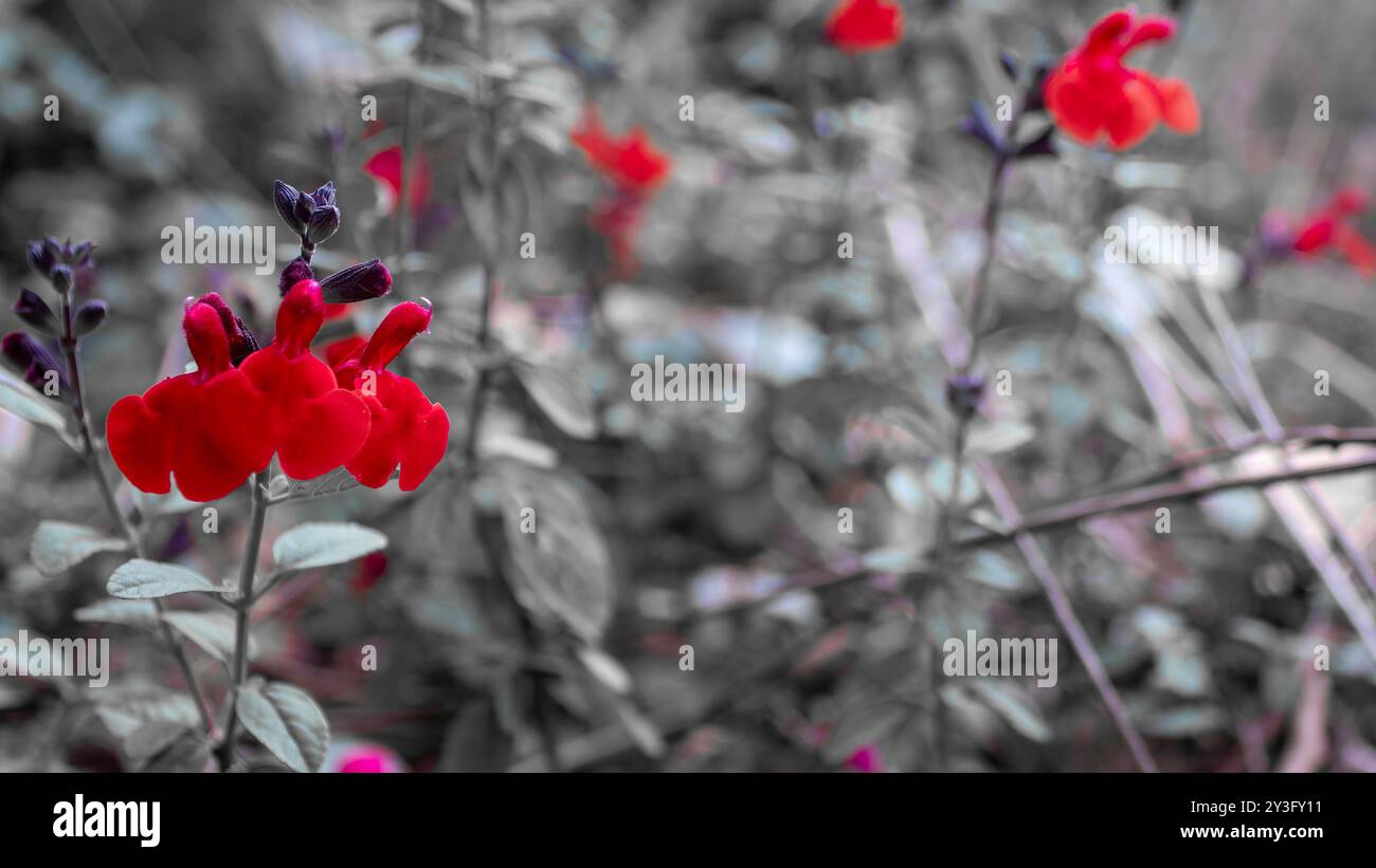 Fleur rouge sur fond noir et blanc. Arrière-plan naturel. Banque D'Images