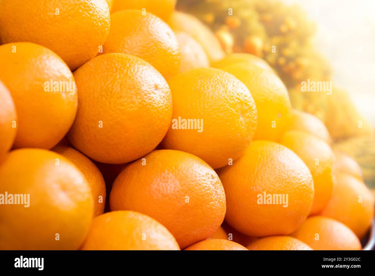 Oranges fraîchement cueillies des arbres à orangeraie empilées. Les oranges sont des agrumes sains, riches en fibres, faibles en calories et nutritifs, riches en vitamine C. Banque D'Images