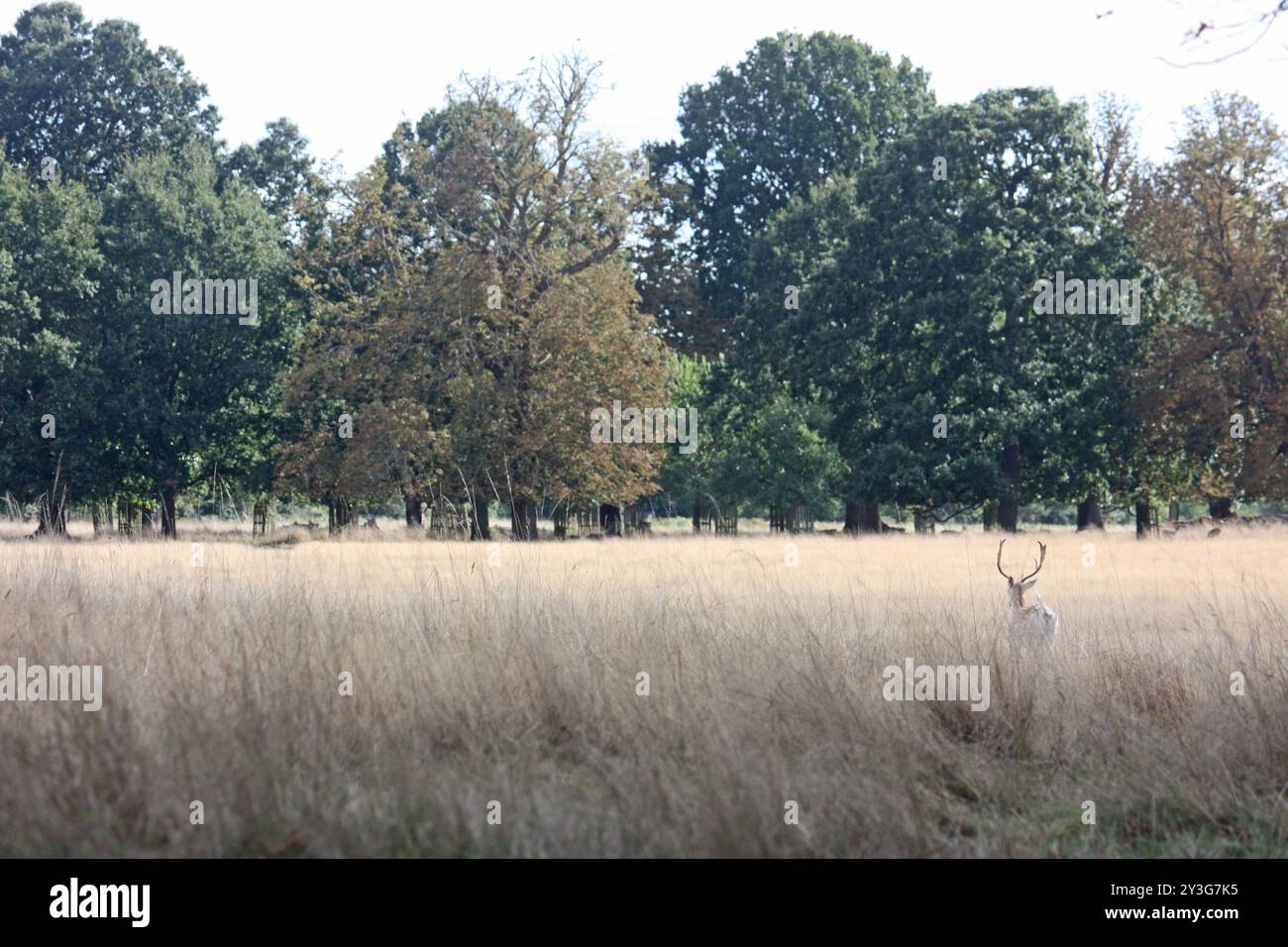 Hampton Court Banque D'Images